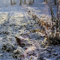 Первый снег :: Наталья Лунева 