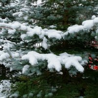 Голубая ель после снегопада :: Милешкин Владимир Алексеевич 