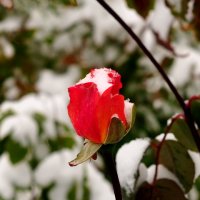 Снег и роза :: Оксана Полякова