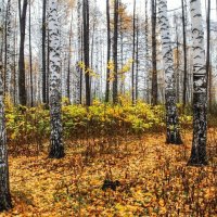 поздняя осень :: Горкун Ольга Николаевна 