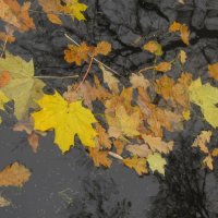 Осенние листья :: Наталья Герасимова