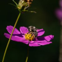 Пчела :: Михаил Минькин