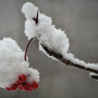 Испытание стужей и первым снегом :: Владимир Максимов