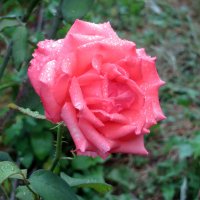 Розова краса :: Наталья (D.Nat@lia)