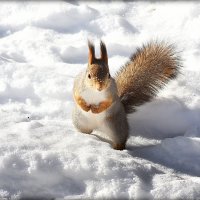 А у меня новые шубка и штанишки.. :: Александр Шимохин