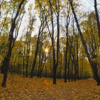 Осенний парк :: Алексей Михалев