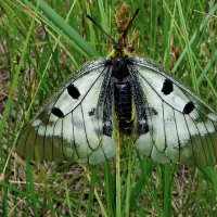Семейство Парусники (Papilionidae)  Мнемози́на (лат. Parnassius mnemosynе), :: vodonos241 