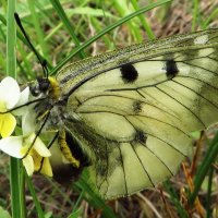 Семейство Парусники (Papilionidae)Мнемози́на (лат. Parnassius mnemosynе), :: vodonos241 