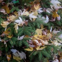 В осенних листьях елочка :: Елена Семигина