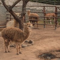Альпака. Зоопарк Перу ЛИМА. 01.11.2018 :: Svetlana Galvez