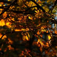 Осень-чудесница :: kolyeretka 