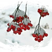Калина под снегом :: Татьяна Ларионова