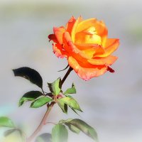 Осенняя роза :: Ольга (crim41evp)