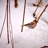 Обыкновенная чечетка (Acanthis flammea Linnaeus) :: Владислав Левашов