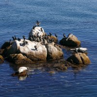 Тюлени и птицы в заливе Монтерей.... :: Юрий Поляков