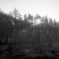 Утро в сосновом лесу. :: Sergii Ruban