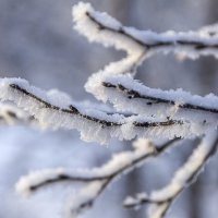 В снежной шубке :: Светлана marokkanka