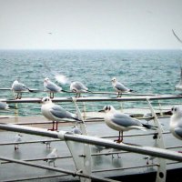 Чайки на море :: Евгения Х