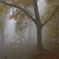 Осень в буковом лесу :: Хасан Журтов