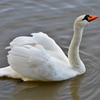 Белый лебедь :: Константин Анисимов