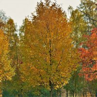 Три дивных цвета Золотой осени... :: Sergey Gordoff