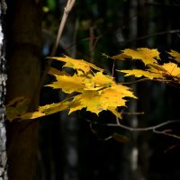 Осение листья :: Дмитрий С.