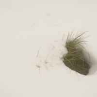 трава в снегу :: oleg pfff 