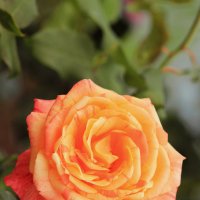 Летняя роза :: Aнна Зарубина