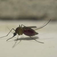 сытая комариха :: oleg pfff 