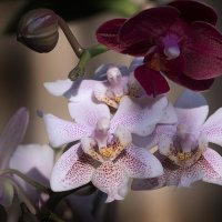 Phalaenopsis Philadelphia :: Евгений 