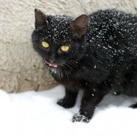 День защиты чёрных котов :: Андрей Заломленков