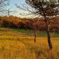 Древняя посадка на Донбассе :: Дмитрий фотограф