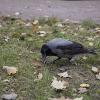 Ворона прячет жёлудь на "чёрный" день. :: Андрей Дурапов