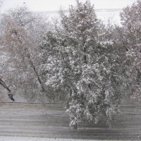 Деревья в снегу. :: Валерьян Запорожченко