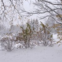 Первый снег (3) :: Nina Karyuk