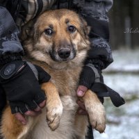 Лиза :: Ольга Милованова