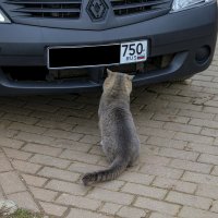 Техосмотр. :: Анатолий. Chesnavik.