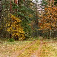 Осенний лес :: Андрей Николаевич Незнанов