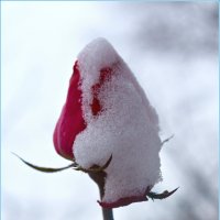 Бутон в снегу :: Nina Streapan