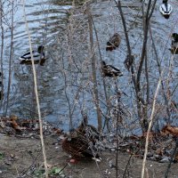 Утки знают - можно зиму переждать, выбрав подходящее местечко - незамерзающая речка :: Елена Павлова (Смолова)