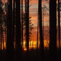 Закат в лесу. :: ТатьянА А...