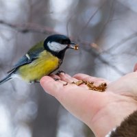 покормите птиц :: Ирина Масальская