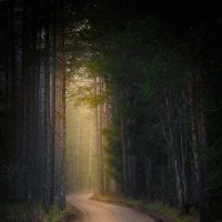 Сказки Валдайского леса :: Тимофей Шутов