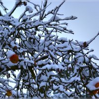 Снег и яблоки :: san05 -  Александр Савицкий