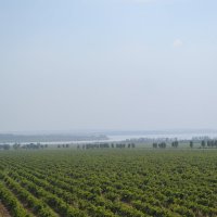 Кубанские виноградники :: Анастасия Науменко