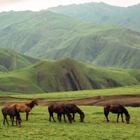 Табун лошадей :: Анзор Агамирзоев