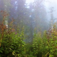 В тумане лес :: Сергей Чиняев 