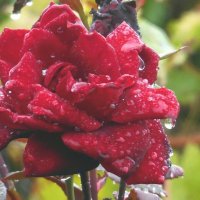 Розы... розы... (дожди) :: Вячеслав Медведев