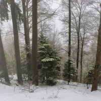 туман в зимнем лесу :: Elena Wymann