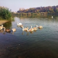 Лебеди на озере :: Алла ZALLA